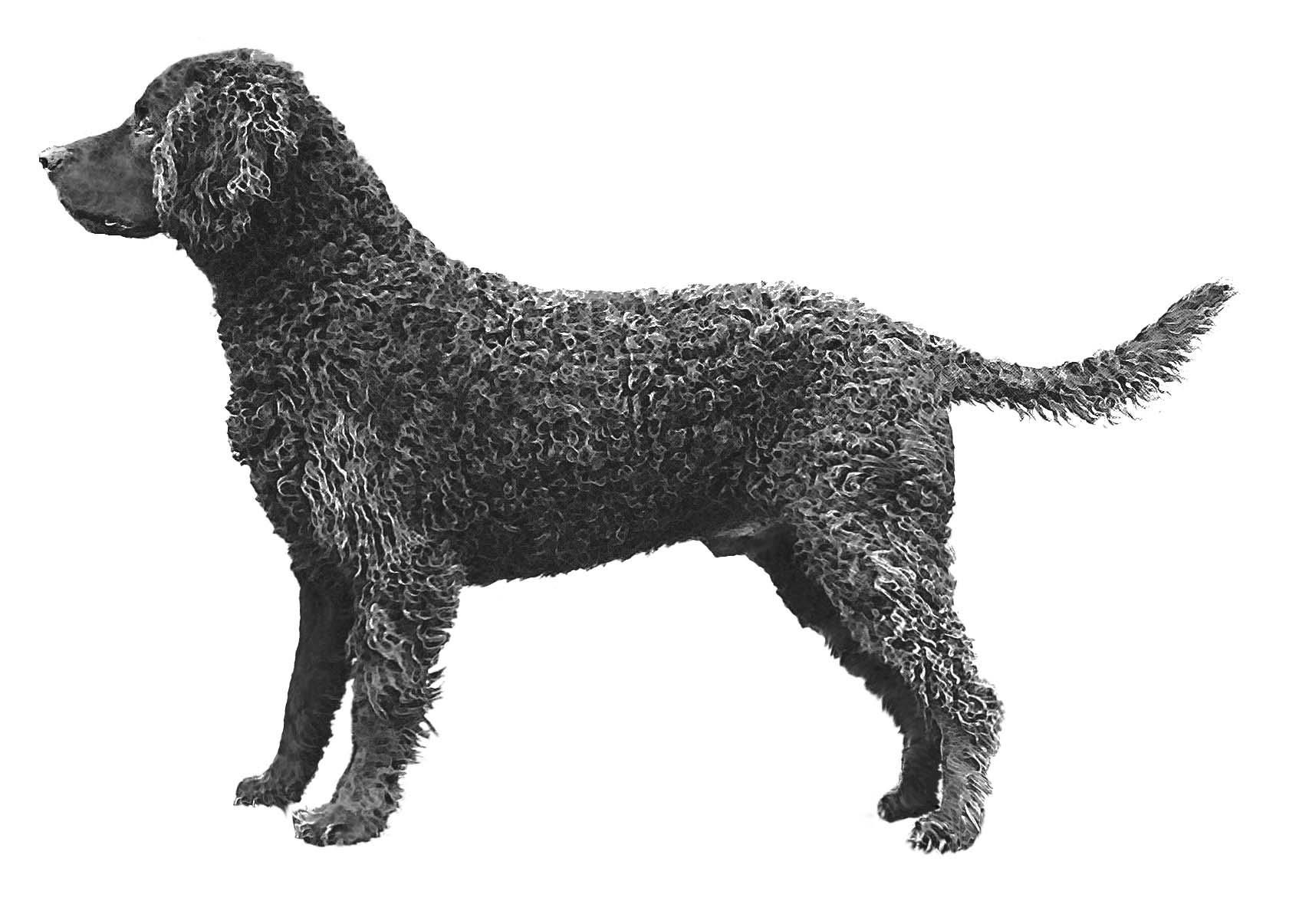 Murray River Retriever Breed Description