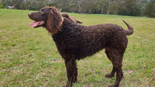 rehome a murray river retriever