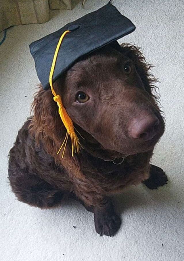choosing a Murray River Retriever