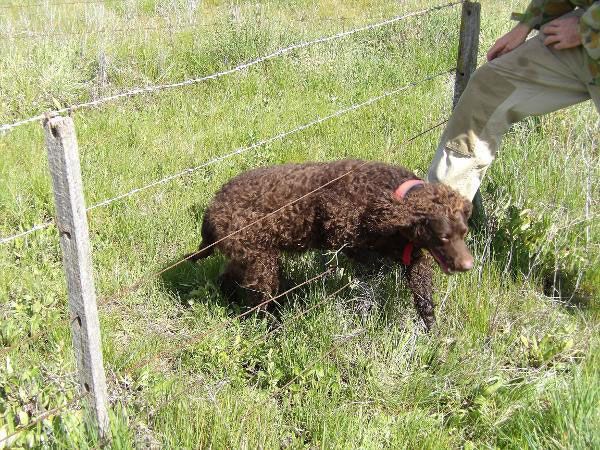 hunting training part 3 2020