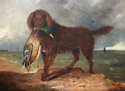 Tweed Water Spaniel - BB Wadham 1855