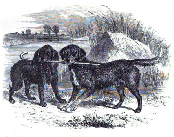 The british and Irish heritage of the Murray River Retriever