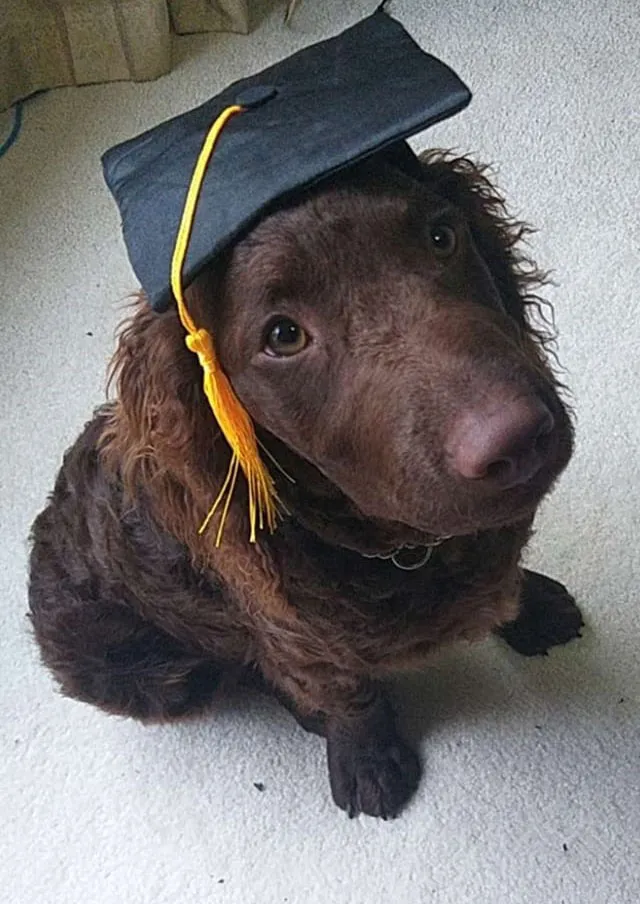 choosing a Murray River Retriever