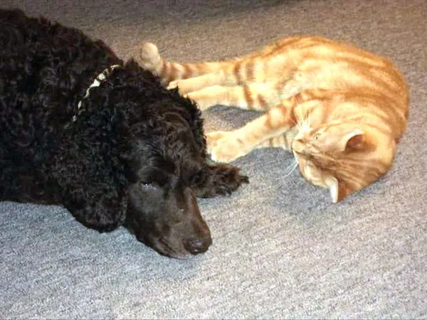 Murray River Retriever Association