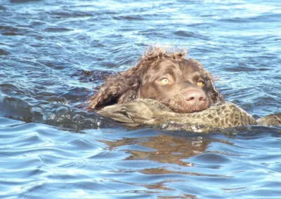 hunting with Murray River Retrievers