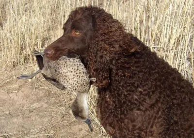 hunting with Murray River Retrievers