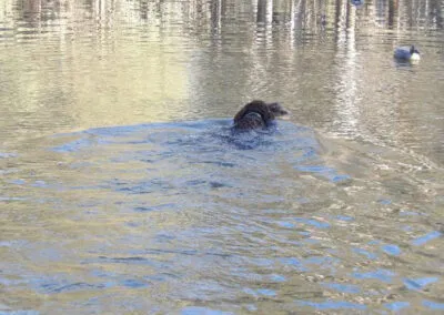 hunting with Murray River Retrievers