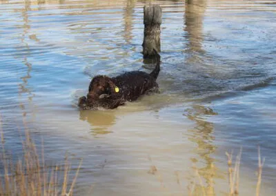 hunting with Murray River Retrievers