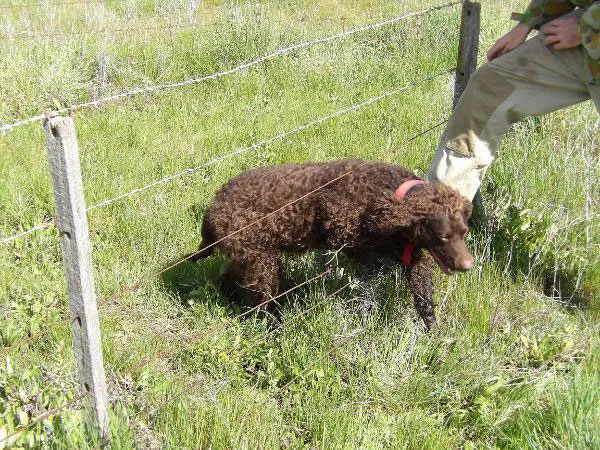 hunting training part 3 2020