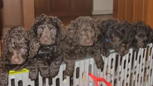 Interested in Murray River Retriever Puppies