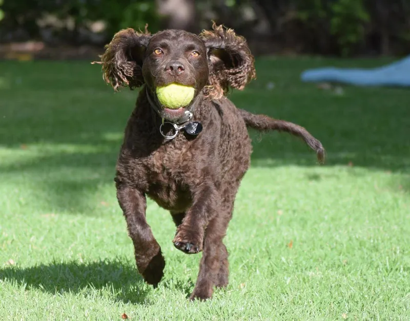 Murray River Retriever with a ball