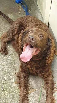 Rehoming Murray River Retreivers