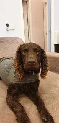 Rehoming Murray River Retreivers